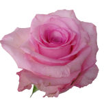 Jet Set Roses d'Equateur Ethiflora